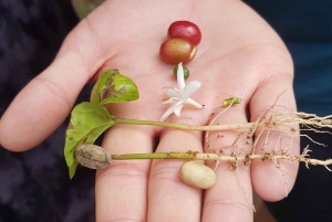 Medellin: Guatape, El Peñol Coffee Farm Private Tour & Fruit