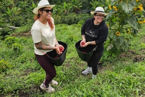 Medellin: Guatape, El Peñol Coffee Farm Private Tour & Fruit