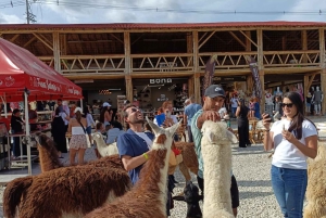 Medellin: wycieczka do Guatape z rejsem wycieczkowym, śniadaniem, obiadem i lamami