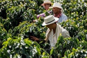 メデジン：グアタペとエル・ペニョールのプライベートツアー（コーヒー農園訪問付き）