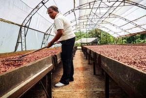メデジン：グアタペとエル・ペニョールのプライベートツアー（コーヒー農園訪問付き）