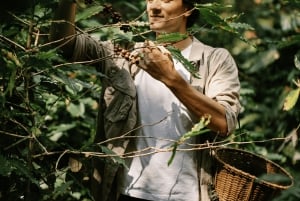 メデジン：グアタペとエル・ペニョールのプライベートツアー（コーヒー農園訪問付き）