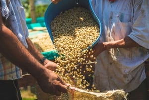 メデジン：グアタペとエル・ペニョールのプライベートツアー（コーヒー農園訪問付き）