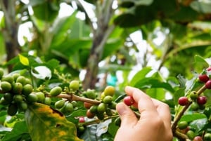 メデジン：グアタペとエル・ペニョールのプライベートツアー（コーヒー農園訪問付き）