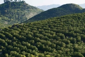 メデジン：グアタペとエル・ペニョールのプライベートツアー（コーヒー農園訪問付き）