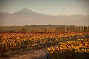 Mendoza Wine Road Trip tour