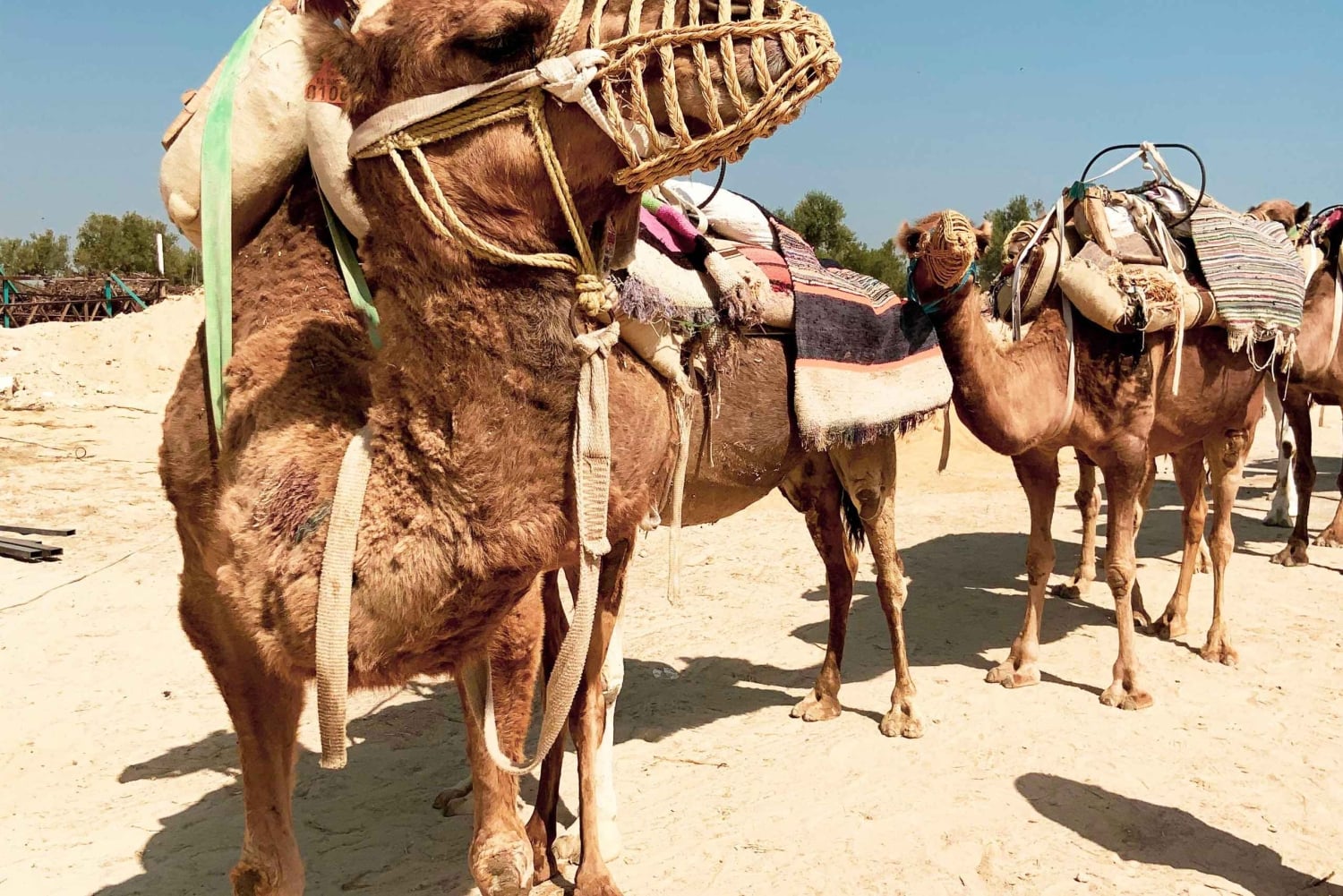 モナスティールラクダ乗り（ホテル送迎付き