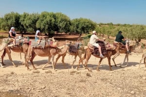 モナスティールラクダ乗り（ホテル送迎付き