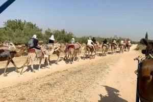 モナスティールラクダ乗り（ホテル送迎付き