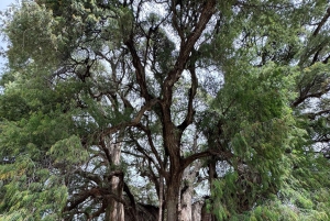 Dagstur til Monte Albán og Mitla