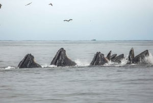 Monterey: Sunset Whale Watching Cruise with A Guide