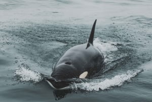 Monterey: Sunset Whale Watching Cruise with A Guide