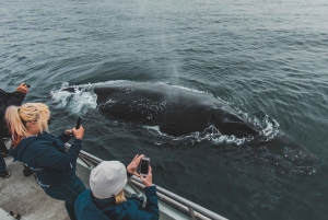 Monterey: Sunset Whale Watching Cruise with A Guide