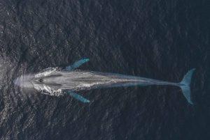 Monterey: Sunset Whale Watching Cruise with A Guide