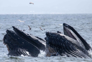Monterey: Sunset Whale Watching Cruise with A Guide
