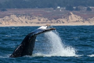 Monterey: Sunset Whale Watching Cruise with A Guide