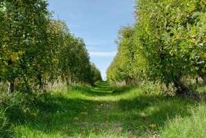 Montevideo: La Macarena Wetland Day Trip with Lunch