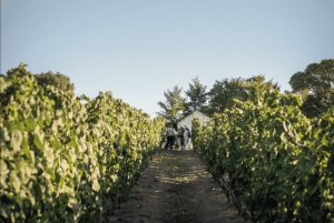 Montevideo: Wine Tasting Tour for Cruise Passengers