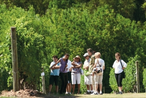 Montevideo: Wine Tasting Tour for Cruise Passengers