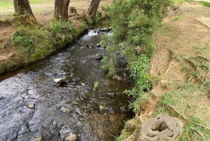 Medellin naturel : jardin botanique, parc Arví, colline El Volador et déjeuner.