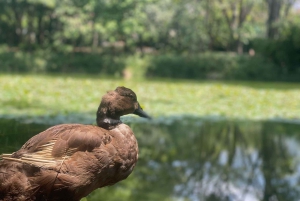 Medellin naturel : jardin botanique, parc Arví, colline El Volador et déjeuner.