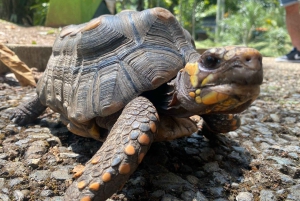 Medellin naturel : jardin botanique, parc Arví, colline El Volador et déjeuner.