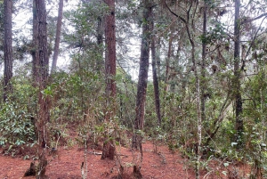 Medellin naturel : jardin botanique, parc Arví, colline El Volador et déjeuner.