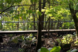Medellin naturel : jardin botanique, parc Arví, colline El Volador et déjeuner.