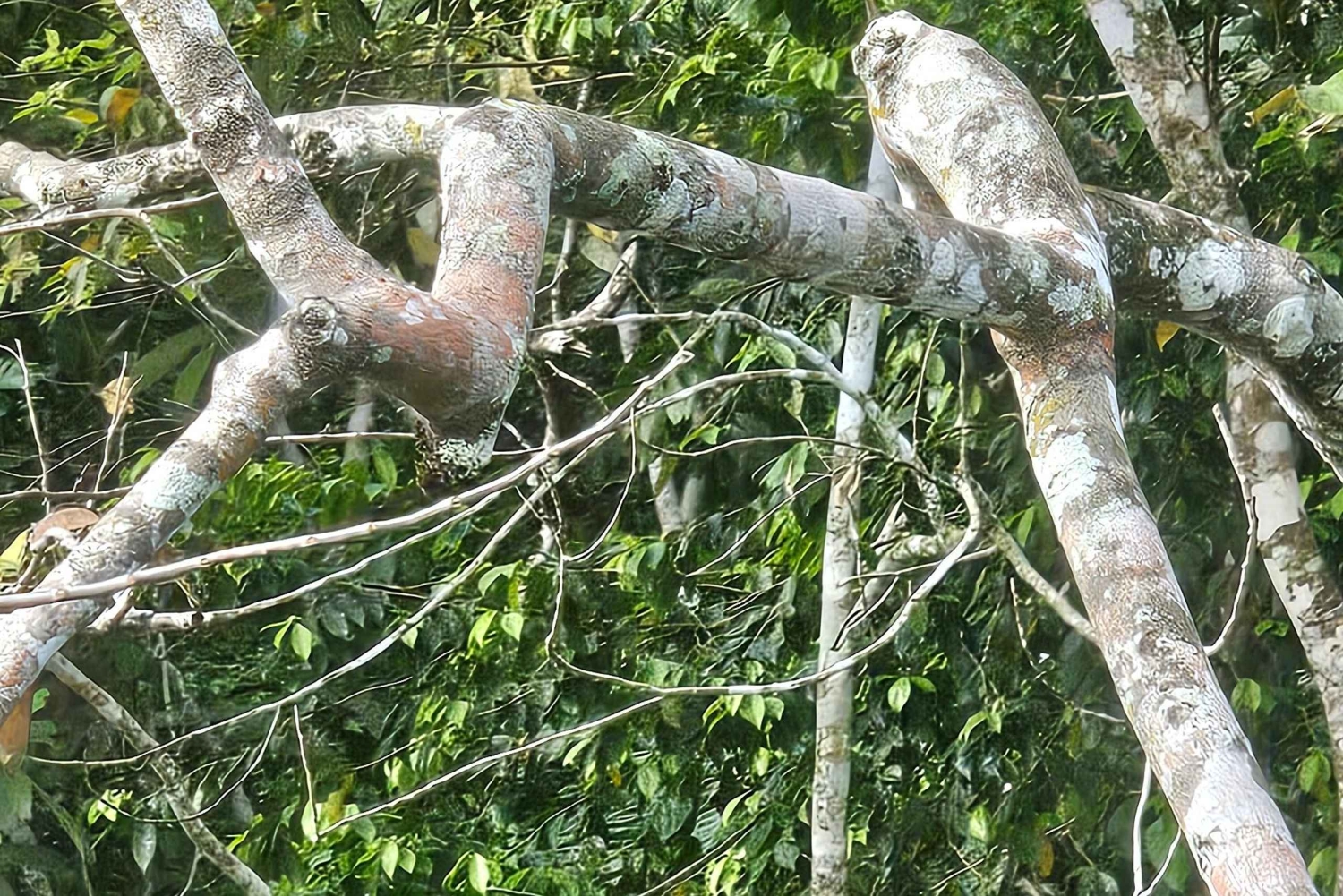 Panama Canal Fast Boat tour Adventure & Canal Visitor Center