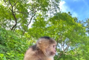 Ciudad de Panamá: Excursión al Canal de Panamá y la Isla de los Monos