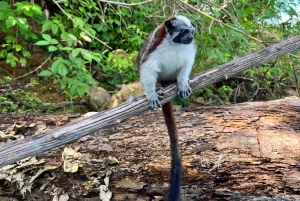 Ciudad de Panamá: Excursión al Canal de Panamá y la Isla de los Monos
