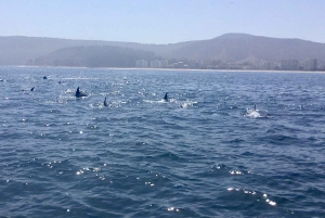 Penguins, Sea Lions, Sandboard, Chilean food & Drinks