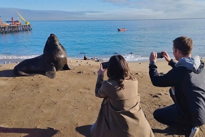 Penguins, Sea Lions, Sandboard, Chilean food & Drinks