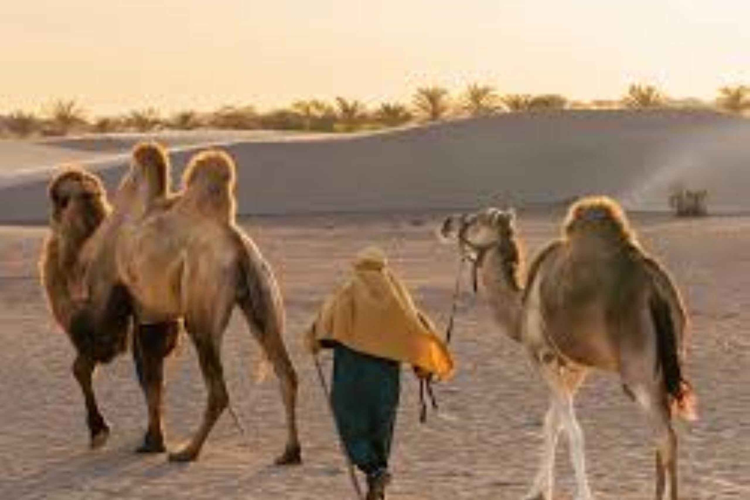 Perú: Paseo en camello y cata de vinos en el desierto