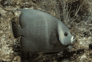 Playa del Carmen: Discover Scuba Diving