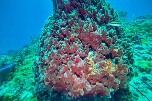 Playa del Carmen: Discover Scuba Diving