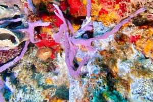 Playa del Carmen: Discover Scuba Diving