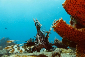 Playa del Carmen: Extreme Cozumel Diving by Speed Boat
