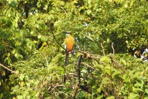 Playa del Carmen: Guided Birdwatching Hike