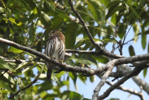 Playa del Carmen: Guided Birdwatching Hike
