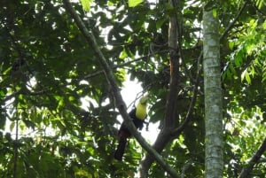 Playa del Carmen: Guided Birdwatching Hike