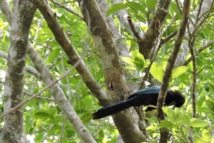 Playa del Carmen: Guided Birdwatching Hike
