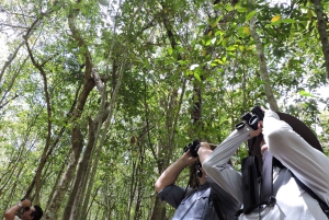 Playa del Carmen: Guided Birdwatching Hike