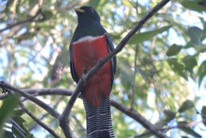 Playa del Carmen: Guided Birdwatching Hike
