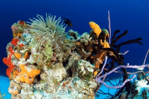 Playa del Carmen: Guided Reef Diving for Certified Divers