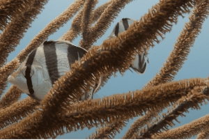 Playa del Carmen: Open Water Diver Course