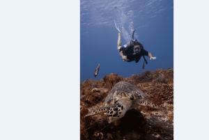 Playa del Carmen: Open Water Diver Course