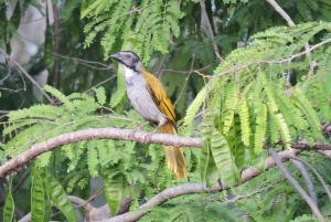 Playa del Carmen: Private Morning Birdwatching Tour
