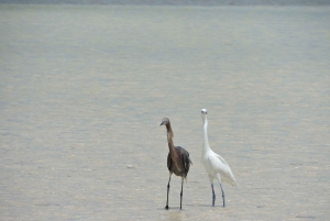 Playa del Carmen: Private Morning Birdwatching Tour