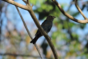 Playa del Carmen: Private Morning Birdwatching Tour